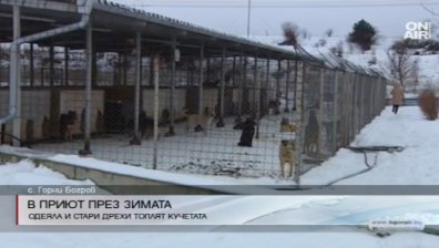 1500 кучета се борят със зимата в приюта в Горни Богров