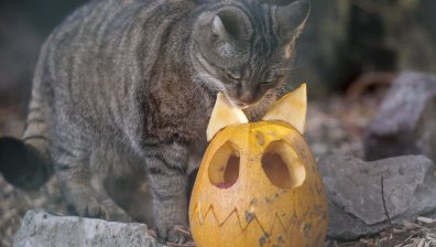 Без обикаляния и лакомства на Хелоуин в Англия заради пандемията