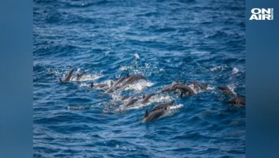 Бели и розови делфини се завърнаха в залива на Хонконг