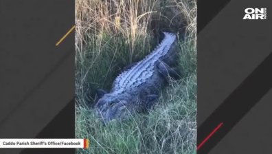Съпротива при задържане: Алигатор отхапа парче от бронята на патрулка