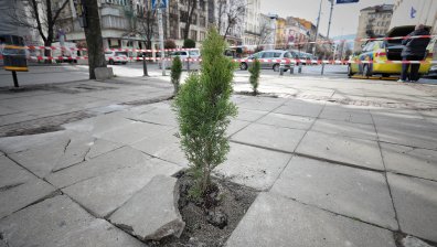Засадиха туи сред потрошени плочки в центъра на София