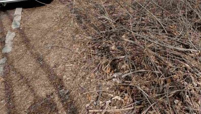 Непочистена клони от бурята миналата година притесняват граждани в София