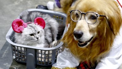 Учени: Котешкият мозък е по-съвършен от кучешкия