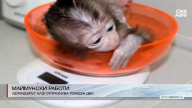 Маймунката Алф стана на една година