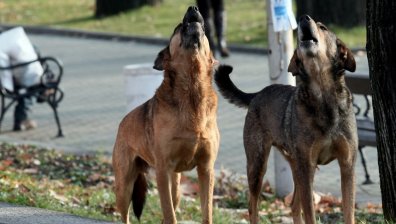 Сигнал от Helpbook: Кучета на детска площадка в София