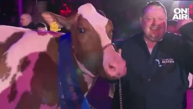 4-годишната крава Индия спечели конкурс за красота в Нидерландия