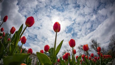 Ето кога точно настъпва астрономическата пролет