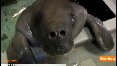 Най-старата морска крава в света става на 65 години