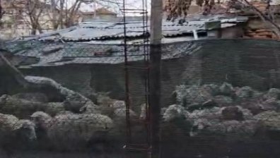 Съсед отглежда 100 овце в двор - изпражнения по улицата и непоносима миризма