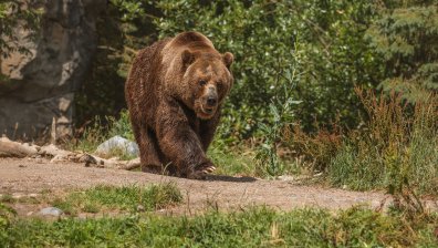 Мечката, която се разходи в Троян преди дни, е поразила имоти и пчелини