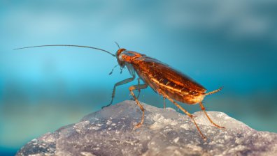 Големи летящи хлебарки атакуваха Лариса