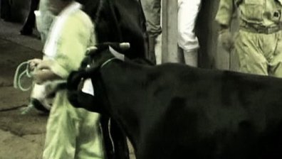 Япония вдигна забраната за износ на говеждо месо