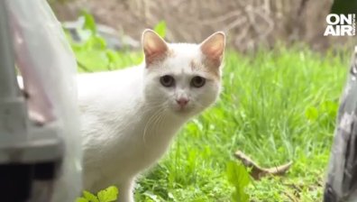 Мъж изтезава котета в Бургас и се снима: "Кофти ли е?! Много станахте в района"