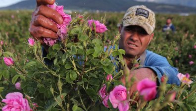 Заради топлата пролет в Калоферско започна розоберът