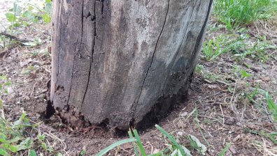 Опасно дърво в кв. "Горубляне", може да пострадат хора и коли