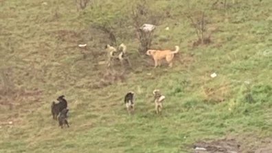 Helpbook: Глутница от агресивни кучета обикаля в "Младост" от години