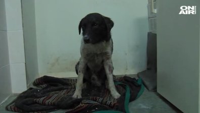 Полицията в Пазарджик разследва случай на отровено куче