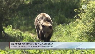 Нападения от мечки над стадата в Смолянско
