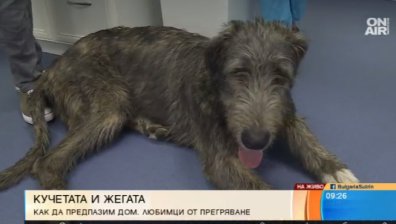 Как да предпазим домашните си любимци от жегите?