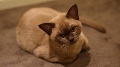 Коте, заспало в пералня, оцеля по чудо на 3000 оборота за 55 минути