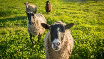 Две нови огнища на шарка при животните у нас