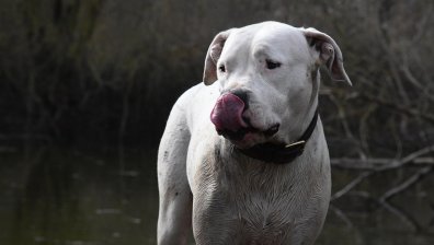 Кучета от породата Дого Аржентино нападнаха и пратиха две жени в болница