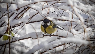 Зимата идва в България: НИМХ обяви жълт код за сняг, поледици и силен вятър