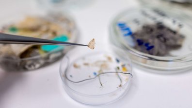 Мидите в Гърция сигнализират за микропластмасово замърсяване (СНИМКИ)