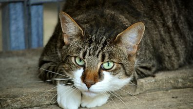 Най-злата котка в света си търси нов дом 
