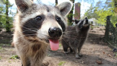 Майка енот спаси малкото си в сетния миг (ВИДЕО)