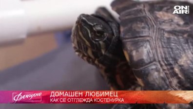 "Домашен любимец": Костенурката