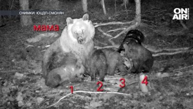 Рядък шанс: Фотокапани заснеха мечка с четири малки в Родопите