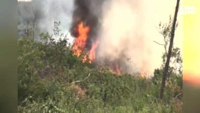 Горски пожар край Ямбол унищожи 50 декара