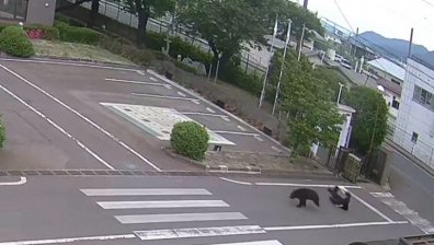 Мечка напада работници в Япония, четирима души са пострадали (ВИДЕО)