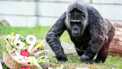 Най-старата горила в света отпразнува 69-и рожден ден (+СНИМКИ)