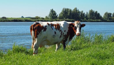 В пробите на починалите крави има нитратни, нитритни и амониеви йони