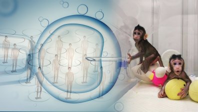 Китайски учени клонираха маймуни