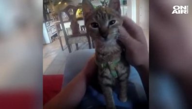 Пътешественик с мисия - да обиколи света заедно с котката си