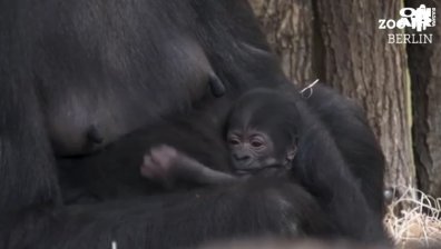 Бебе горила се роди в зоопарк в Берлин (Видео)