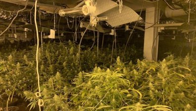 Разкриха модерна плантация за марихуана в гр. Бяла