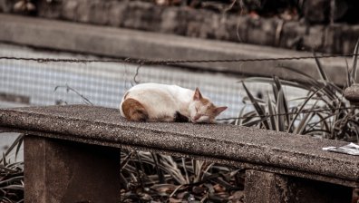Въпреки карантината: Мадрид отваря паркове, за да спаси гладуващи котки