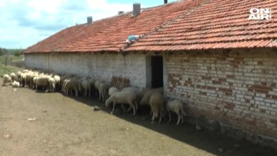 Ямболските фермери: Втора проба от животните няма да взимате! 
