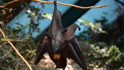 Вирусолог от Ухан предупреди за други коронавируси, пренасяни от прилепи