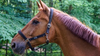 71-годишен мъж от Айтос е в кома след падане от кон