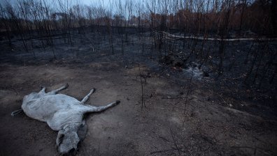 В критично състояние: 1/3 от Амазония е разрушена от човешка дейност и суша