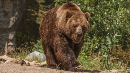 Въвеждат крути мерки заради забелязаната мечка в Карлово