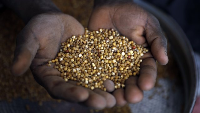 Просото може да бъде част от решението на проблема с