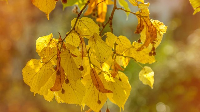 Какво ще донесе септември за всяка зодия ОвенОбичайните процеси ще протичат