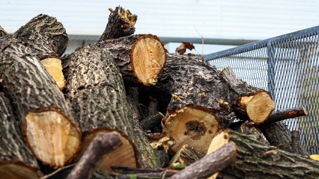 Гърция забрани експорта на дърва за огрев Властите обясниха че