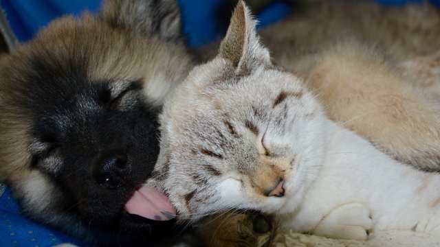 Котките и кучетата както и всички домашни любимци правят стопаните си щастливи